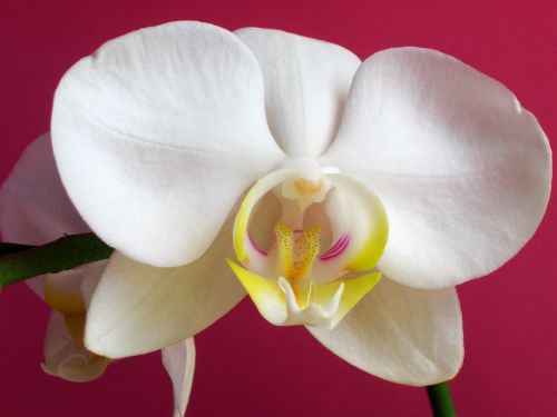 Gėlė, Orchidėja, Balta