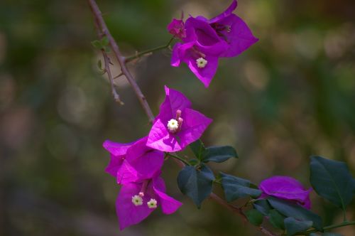 Gėlė, Violetinė, Violetinė