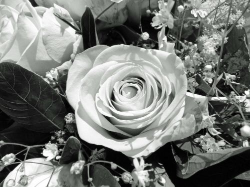 Gėlė, Rožė, Juoda Ir Balta