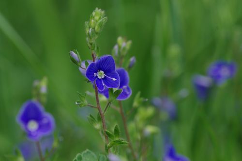 Žiedas, Žydėti, Gėlė, Makro, Mėlynas, Makrofotografija