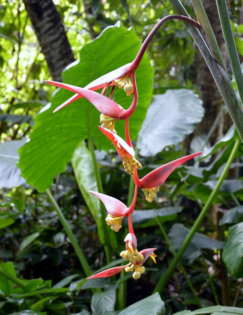 Gėlė, Gvadelupa, Karibai, Orchidėja