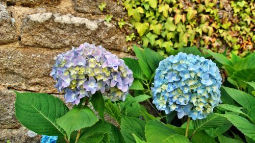 Hortenzija, Gėlė, Brittany, Mėlynos Žiedlapiai, Violetinės Žiedlapys