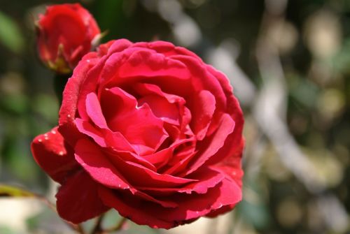 Gėlė, Rosa, Raudona