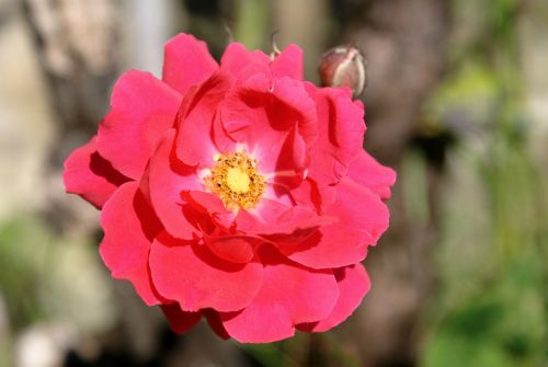 Gėlė, Rosa, Raudona
