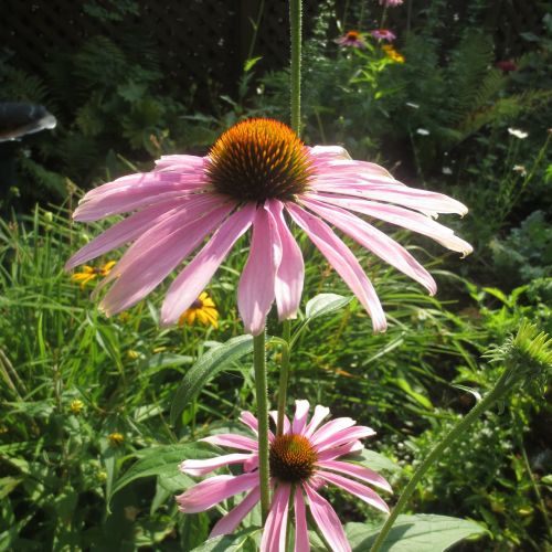 Echinacea, Gėlė, Shawinigan