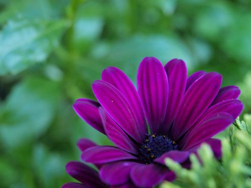 Daisy, Purpurinė Gėlė, Gamta, Augalas, Natūralus, Flora