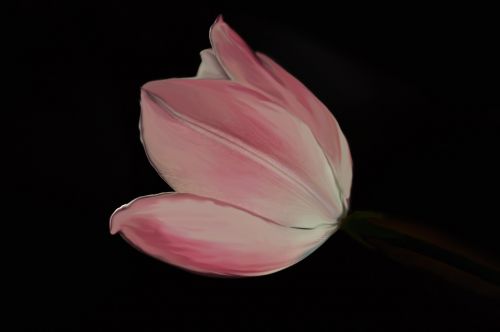 Tulpė, Rožinis, Gėlė, Žiedlapiai