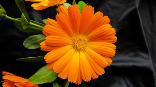 Marigoldas, Calendula Officinalis, Gėlė, Gražus, Oranžinė, Žiedas, Šviežias