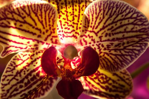 Orchidėja, Gėlė, Žydėjimas, Egzotiškas