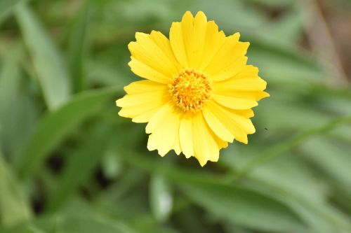 Sphagneticola Trilobata, Singapūras Daisy, Saint Lucia, Karibai, Gėlė, Geltona