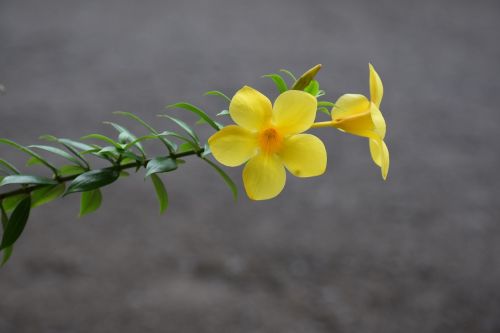Geltonojo Varpelio Gėlė, Buttercup Gėlė, Aukso Trimitas Gėlė, Allamanda, Karibai, Saint Lucia