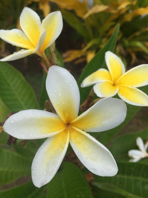 Gėlė, Gamta, Augalas, Sala, Rapa Nui, Tiare