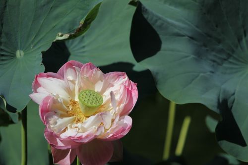 Gėlė, Lotosas, Lotuso Gėlė, Augalas, Tvenkinys, Rožinis, Botanika, Gamta, Parkas