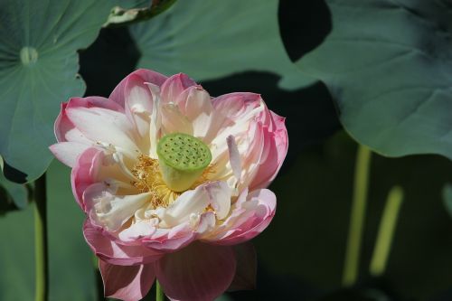 Gėlė, Lotosas, Lotuso Gėlė, Augalas, Tvenkinys, Rožinis, Botanika, Gamta, Parkas