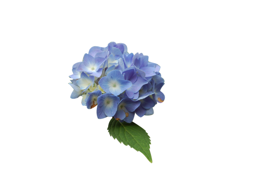 Gėlė, Mėlynas, Hortenzija, Izoliuota Forma