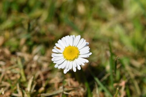 Gėlė, Daisy, Pavasaris, Sodas, Gamta