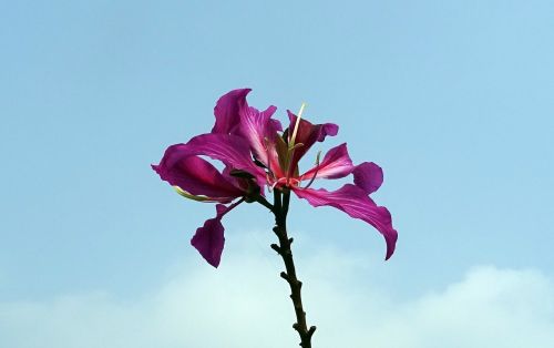 Gėlė, Violetinė Orchidėja, Bauhinia Purpurea, Flora, Kolkata, Indija