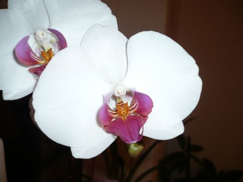 Gėlė, Žiedas, Žydėti, Orchidėja, Balta, Phalaenopsis