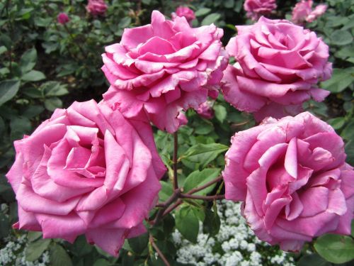 Gėlė, Rožė, Rožinis, Butchart Sodai, Britų Kolumbija, Kanada