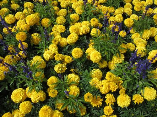 Gėlė, Marigoldas, Geltona, Butchart Sodai, Britų Kolumbija, Kanada