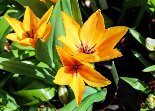 Gėlė, Tulpės, Gėlės, Geltona, Oranžinė, Ankstyvas Bloomer, Pavasaris