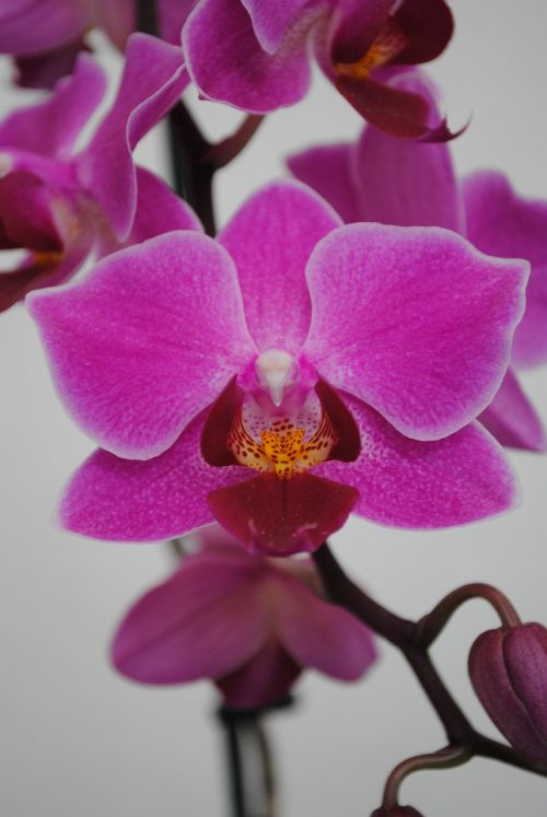 Gėlė, Augalai, Orchidėja