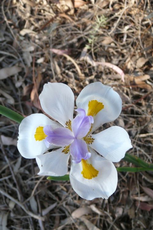 Gėlė, Iris, Pavasaris, Gamta, Žydėti