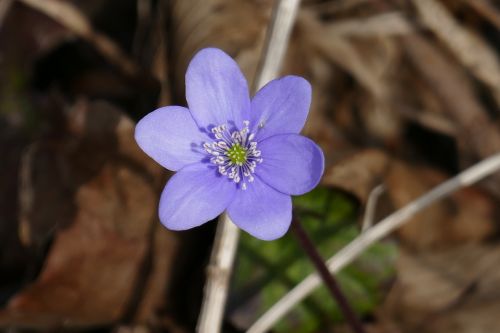 Gėlė, Gamta, Hepatica, Mėlynas, Gražus, Rinkliava