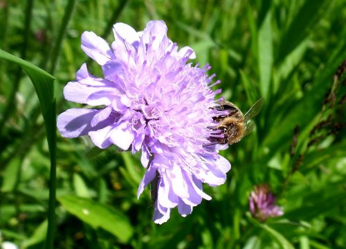 Gėlė, Violetinė, Bičių, Makro