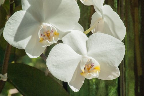 Gėlė, Orchidėja, Balta Gėlė, Phanelopsis