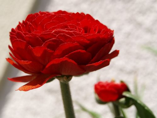 Gėlė, Ranunculus, Raudona