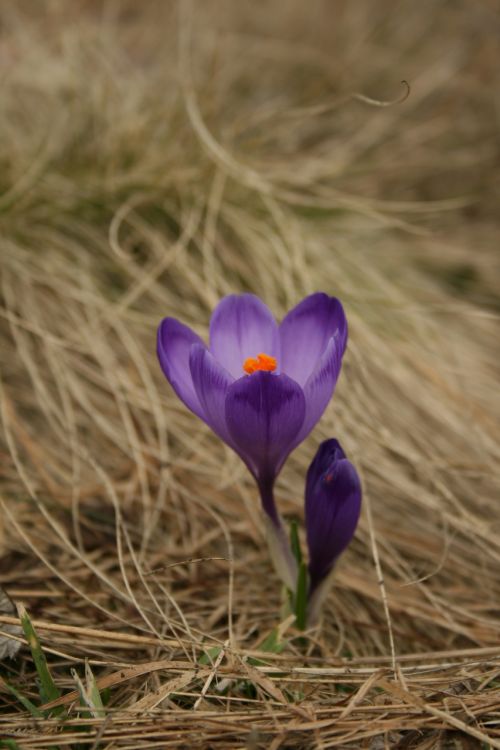 Gėlė, Pavasaris, Violetinė, Gamta, Spalvos