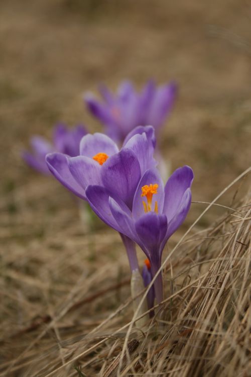 Gėlė, Pavasaris, Violetinė, Gamta, Spalvos