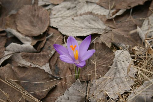 Gėlė, Pavasaris, Violetinė, Gamta, Spalvos