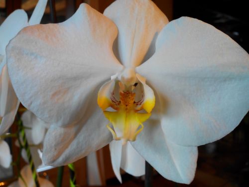 Gėlė, Orchidėja, Balta