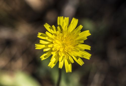 Gėlė, Makro, Oranžinė, Gamta, Sodas, Žiedas, Flora, Pavasaris, Rožinis, Vasara, Žiedlapiai, Žydėti, Geltona, Botanika, Dahlia, Violetinė, Šviesus, Uždaryti, Žalias, Sodininkystė, Žydi, Raudona, Augalas, Botanikos, Sezoninis, Spalvinga, Spalva, Natūralus