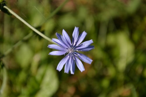 Gėlė, Violetinė, Pavasaris, Laukinė Gėlė