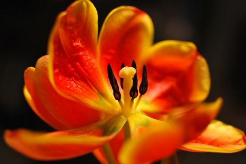 Gėlė, Tulpė, Pavasaris