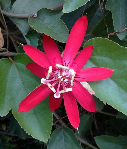 Gėlė, Raudona Aistra Gėlė, Passiflora Miniata, Raudona, Flora, Makro, Žydėti, Mangalore, Indija