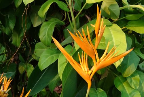Gėlė, Heliconia, Heliconia Auksinis Deglas, Heliconia Psittacorum, Spathocircinata, Heliconiaceae, Mangalore, Indija