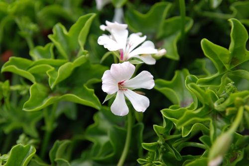 Gėlė, Geranium, Žiedlapiai, Balta Gėlė