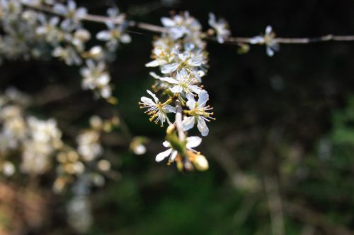 Gėlė, Gamta, Žydėti, Miškas