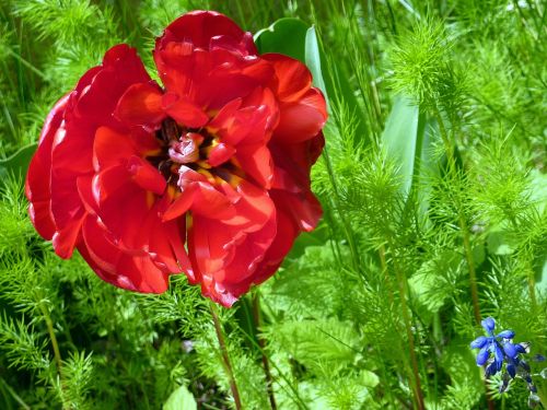 Gėlė, Raudona, Gamta, Sodas, France