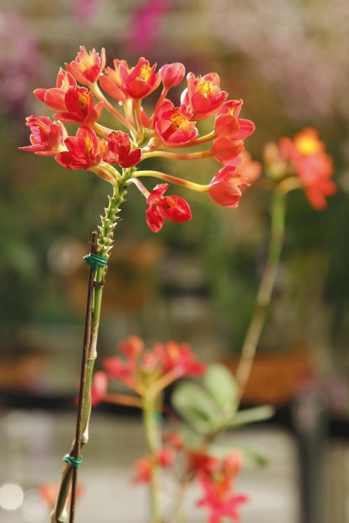 Orchidėja, Orchidėjų Dirvožemis, Oranžinė