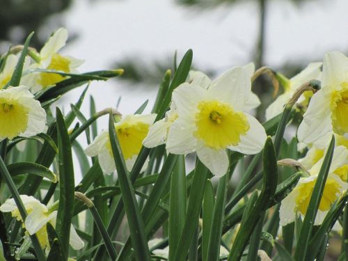 Gėlė, Narcizas, Daffodil, Pavasaris, Balti Narcizai