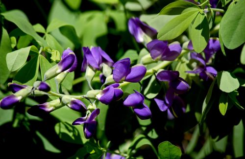 Gėlė, Violetinė, Sodas, Žiedas, Baptista, Augalas, Žydėjimas, Gamta