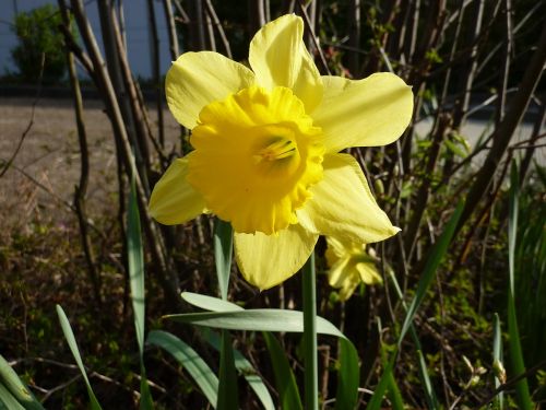 Gėlė, Geltona, Geltona Gėlė, Augalas, Daffodil