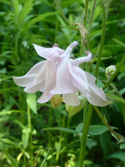 Gėlė, Balta Gėlė, Wildflower, Gamta, Gėlių, Žydėti, Natūralus, Žiedas, Flora, Šviežias, Botanikos, Žydi, Augalas