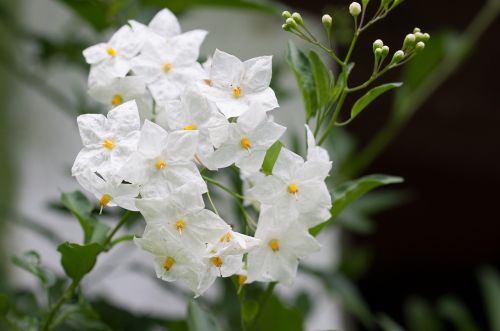 Gėlė, Balta, Balta Gėlė, Sodas, Gėlės, Baltos Gėlės, Augalų Arti Gėlių Fotografija