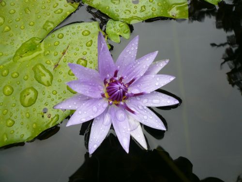 Gėlė, Vandens Lelija, Violetinė, Martinique, Karibai, Gamta, Tvenkinys
